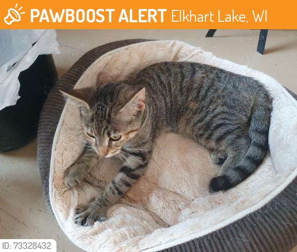Found/Stray Female Cat last seen near Sexton Rd and County Rd J, Elkhart Lake, WI 53020