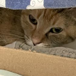 Shelter Stray Female Cat last seen , Animal Care & Control Team of Philly, 111 W Hunting Park Ave, Philadelphia, PA 19140, USA