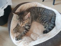 Found/Stray Female Cat last seen near Sexton Rd and County Rd J, Elkhart Lake, WI 53020
