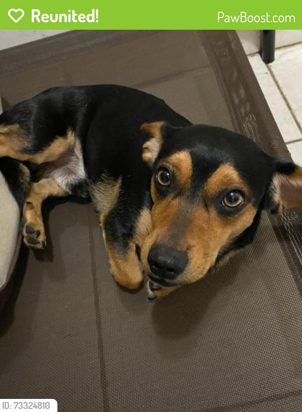 Reunited Male Dog last seen Lantana, Lantana, FL 33462