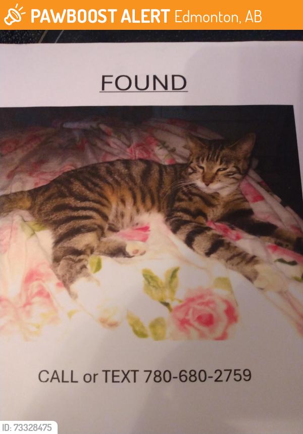 Found/Stray Female Cat last seen Near St Millwoods Edmonton Alberta, Edmonton, AB 