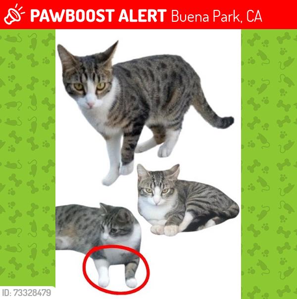 Lost Male Cat last seen San Rafael Dr and Patton Way, Buena Park, CA 90620