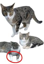Lost Male Cat last seen San Rafael Dr and Patton Way, Buena Park, CA 90620