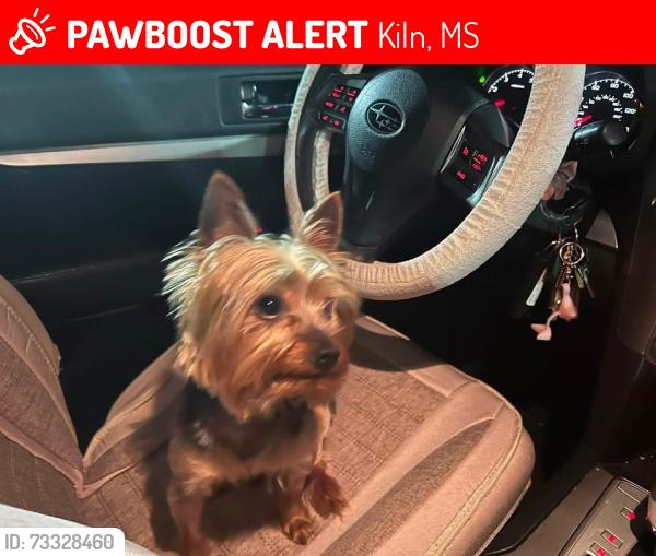 Lost Male Dog last seen Highway 603, Kiln, MS 39556