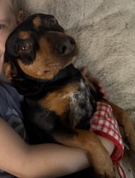 Reunited Female Dog last seen S KIRBY ST x W JOHNSTON AVE, Hemet, CA 92545