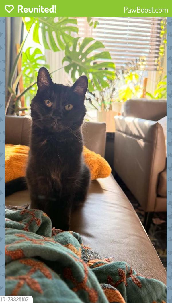 Reunited Female Cat last seen Portage/ st.James collegiate high school, Winnipeg, MB R3J 1S9
