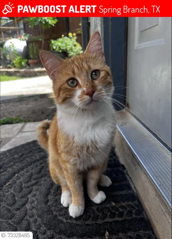 Lost Male Cat last seen Timber trail dr, Spring Branch, TX 78070