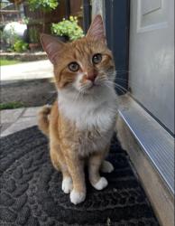 Lost Male Cat last seen Timber trail dr, Spring Branch, TX 78070