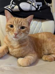 Reunited Male Cat last seen McMillen street and Dewey avenue are the furthest he goes outside, Bridgeville, PA 15017