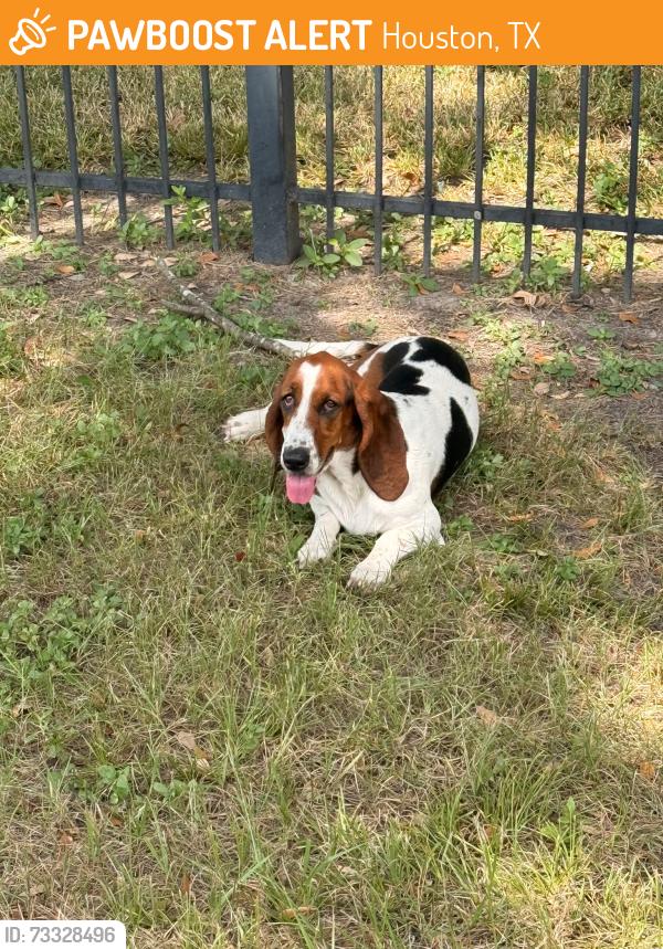 Found/Stray Female Dog last seen Alabonson and North Houston Rosslyn, Houston, TX 77040