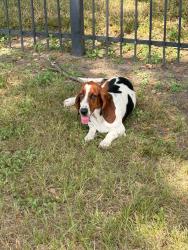 Found/Stray Female Dog last seen Alabonson and North Houston Rosslyn, Houston, TX 77040
