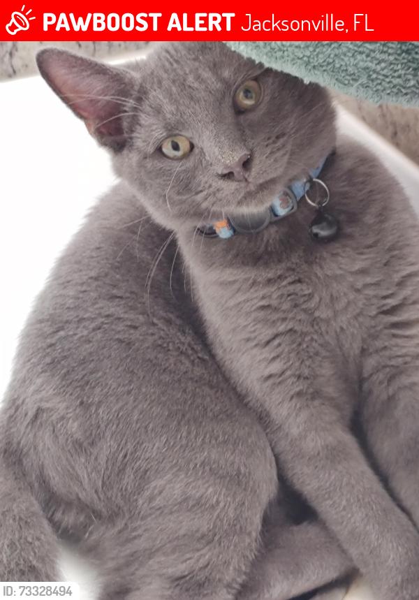 Lost Male Cat last seen Old baymeadows road, Jacksonville, FL 32256
