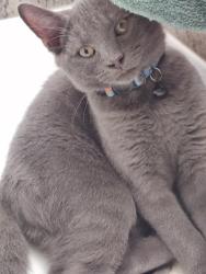 Lost Male Cat last seen Old baymeadows road, Jacksonville, FL 32256
