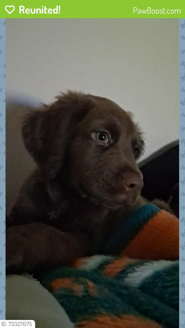 Reunited Male Dog last seen By tc grill, Maryville, TN 37803