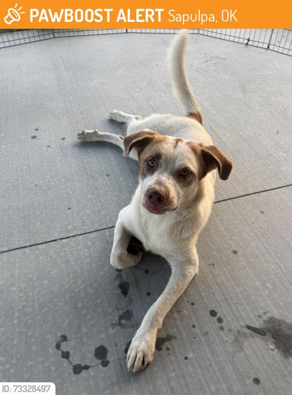 Found/Stray Male Dog last seen 81st and 145th w Ave (down the street from lake sahoma), Sapulpa, OK 74066
