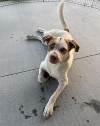 Found/Stray Male Dog last seen 81st and 145th w Ave (down the street from lake sahoma), Sapulpa, OK 74066