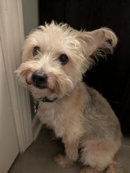 Reunited Unknown Dog last seen Foster & Kenmore, Chicago, IL 60640