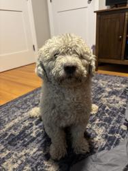 Reunited Male Dog last seen Near Encino Ave, Northridge, CA 91325, USA, Los Angeles, CA 91325