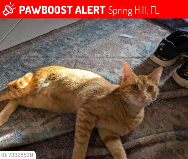 Lost Male Cat last seen Mariner Blvd, Spring Hill, FL 34609