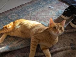 Lost Male Cat last seen Mariner Blvd, Spring Hill, FL 34609