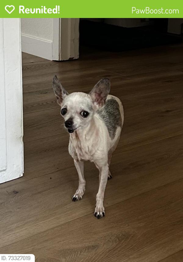 Reunited Female Dog last seen Bonnie Vista Dr and Morning View Ct, La Mesa, CA 91941