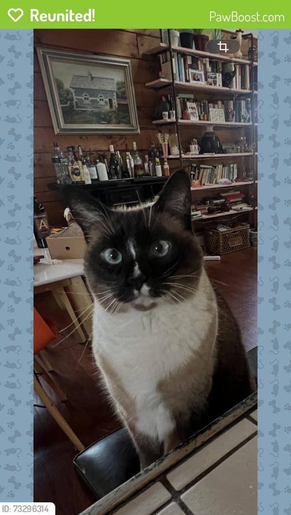Reunited Female Cat last seen At home near fire station, Ocean Township, NJ 07712