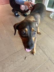 Found/Stray Female Dog last seen near Barry University, Miami Shores, FL 33161