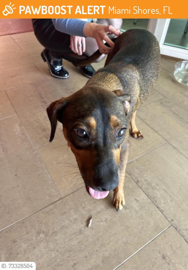 Found/Stray Female Dog last seen near Barry University, Miami Shores, FL 33161