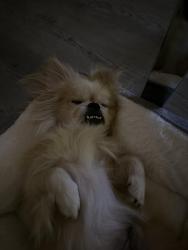 Found/Stray Male Dog last seen I-44 Downtown Tulsa going NB, Tulsa, OK 74129