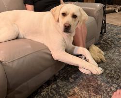 Lost Male Dog last seen Ivy Avery Yucaipa Ca, Yucaipa, CA 92399