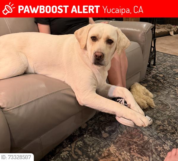 Lost Male Dog last seen Ivy Avery Yucaipa Ca, Yucaipa, CA 92399