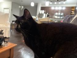 Lost Female Cat last seen Racetrack Rx and Fountainhead Dr, Tampa, FL 33626
