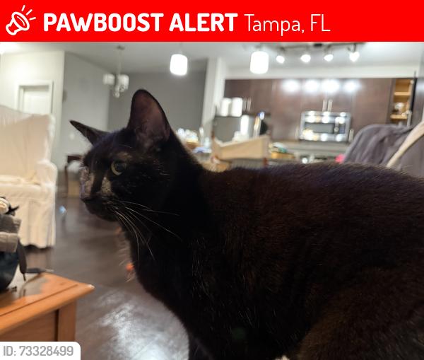 Lost Female Cat last seen Racetrack Rx and Fountainhead Dr, Tampa, FL 33626