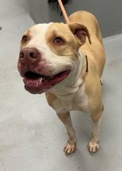 Shelter Stray Female Dog last seen Midwest City, 8485 E Reno Ave, Midwest City, OK 73110, USA