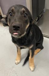 Shelter Stray Female Dog last seen Midwest City, 8485 E Reno Ave, Midwest City, OK 73110, USA
