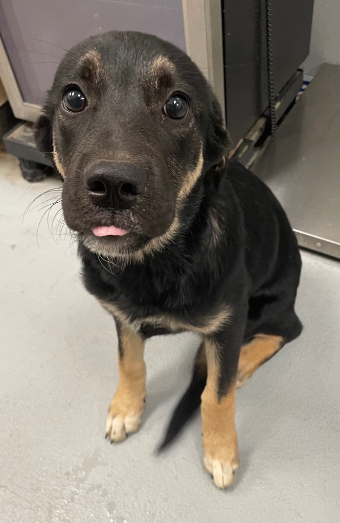 Shelter Stray Female Dog last seen Midwest City, 8485 E Reno Ave, Midwest City, OK 73110, USA