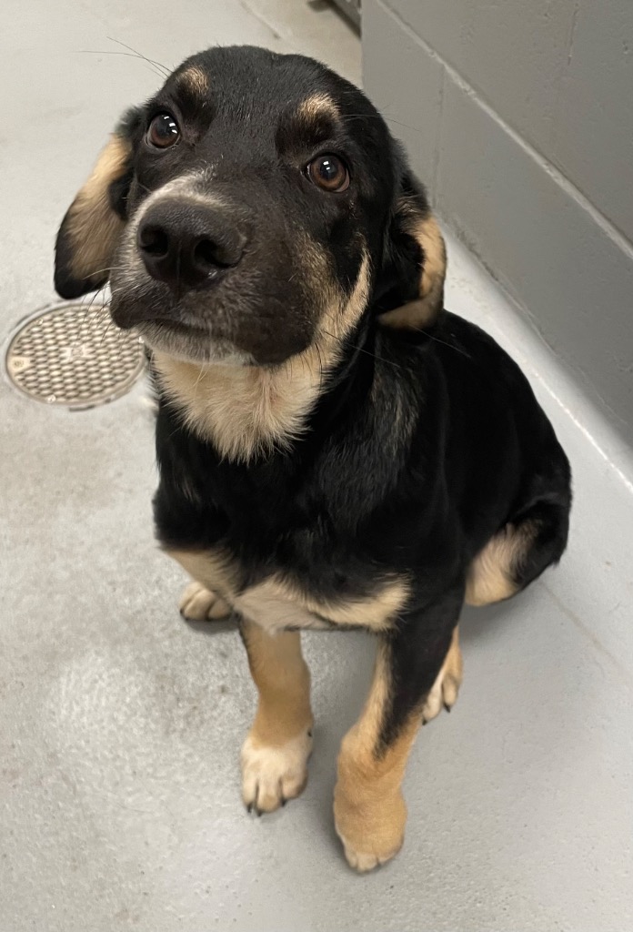 Shelter Stray Male Dog last seen Midwest City, 8485 E Reno Ave, Midwest City, OK 73110, USA
