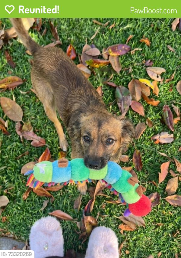 Reunited Male Dog last seen Oakwood drive east palo alto 94303, East Palo Alto, CA 94303