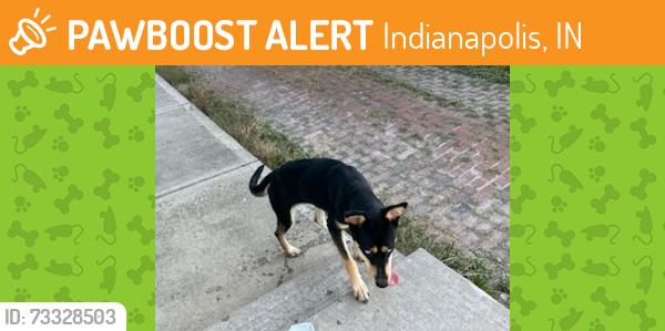 Found/Stray Female Dog last seen East 9th Street and Delaware St, Indianapolis, Indianapolis, IN 46204