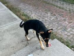 Found/Stray Female Dog last seen East 9th Street and Delaware St, Indianapolis, Indianapolis, IN 46204
