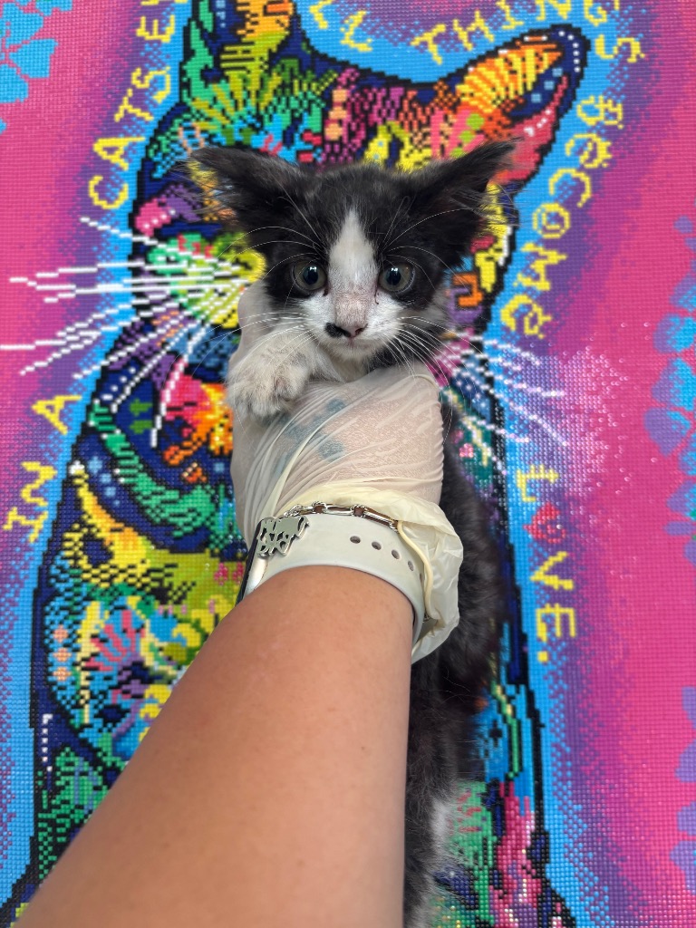 Shelter Stray Male Cat last seen Bexar County, 3353 Morningside Dr, New Braunfels, TX 78132, USA