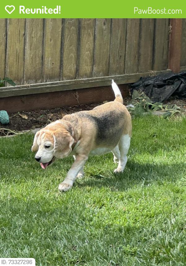 Reunited Unknown Dog last seen Ebbetts & Gwen, Campbell, CA 95008