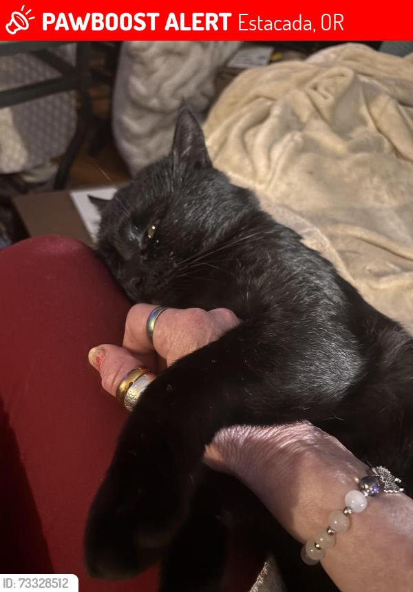 Lost Male Cat last seen Divers rd, Estacada, OR 97023