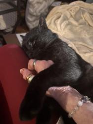 Lost Male Cat last seen Divers rd, Estacada, OR 97023