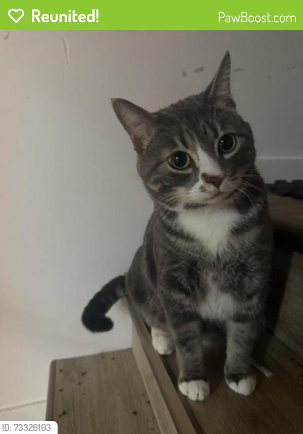 Reunited Male Cat last seen Between Kingsway and Grovesnor, Winnipeg, MB R3N 0Y9