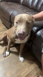 Reunited Male Dog last seen Clay and guesser, Houston, TX 77041