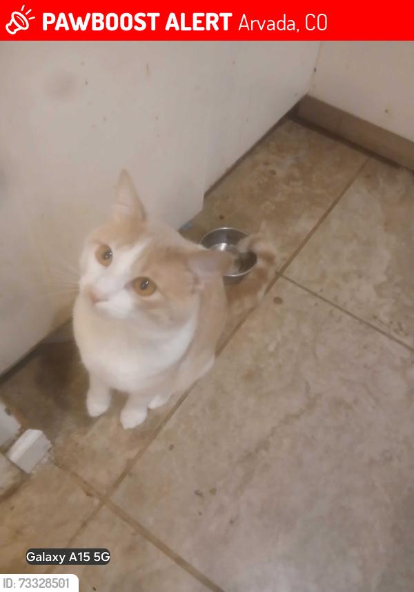 Lost Male Cat last seen 59th ave and Balsam pl, Arvada, CO 80004