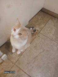 Lost Male Cat last seen 59th ave and Balsam pl, Arvada, CO 80004