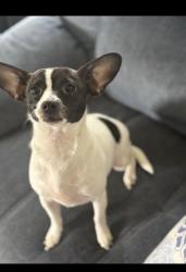 Lost Female Dog last seen Davis hmstd Road, Selma, NC 27576