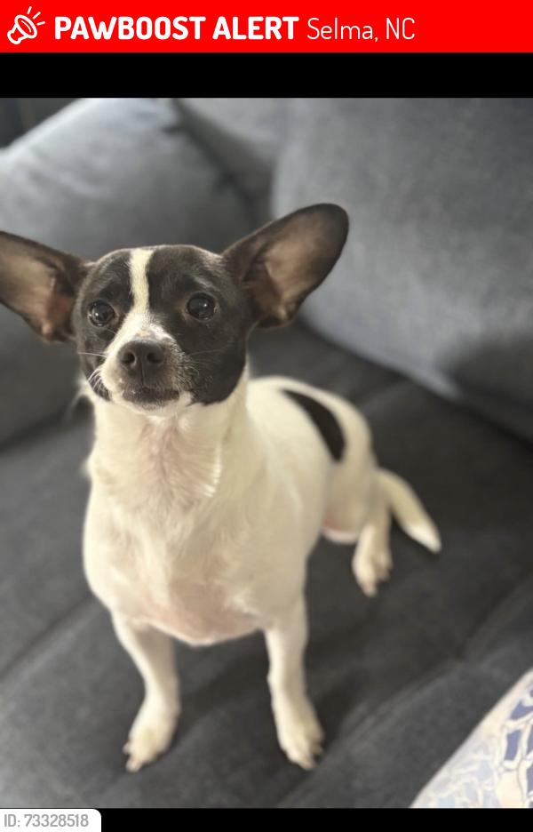 Lost Female Dog last seen Davis hmstd Road, Selma, NC 27576